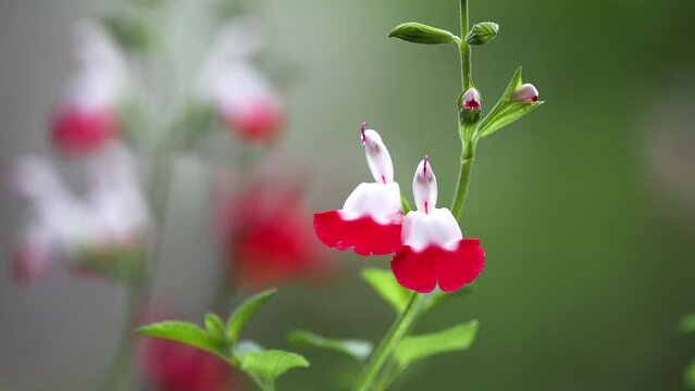 Tokyo, Japan - May 2, 2022: Closeup of Salvia microphylla or Cherry sage or Baby sage or Grahams sage
