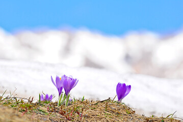 Fioritura crocus i fiori di montagna a campo imperatore