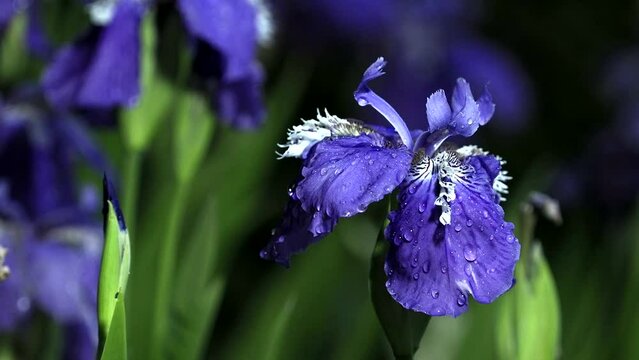 Tokyo, Japan - May 2, 2022: Closeup of Blue German bearded iris in the night
