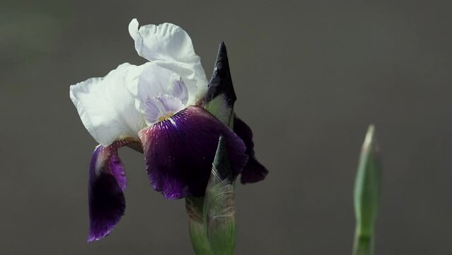 Tokyo, Japan - May 2, 2022: Closeup of Purple German bearded iris in the night
