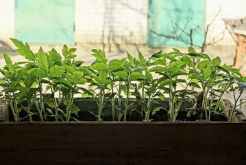 Obraz premium a brown wooden box with green tomato seedling plants stands on the windowsill near the window in the room