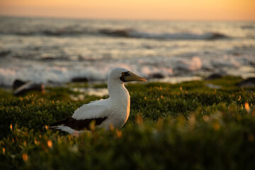 Marine Bird at Sunset in the Abrolhos archipelago in Bahia, Brazil