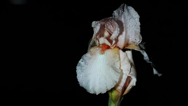 Tokyo, Japan - May 2, 2022: Closeup of Beige German bearded iris in the night
