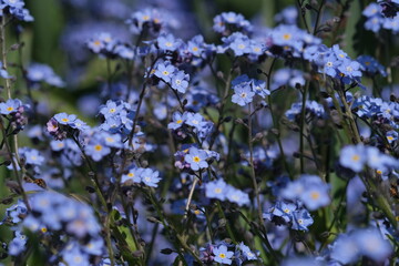 Forget-me-not flower macro with bright green leaves in the rays of the sun. Blue flowers on a green background. Blooming flowers nature background. Closeup little blue flowers on a blurred background.