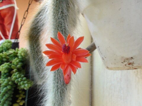 planta flor rabo de gato cleistocactus winteri 