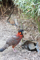 A picture of a tragopan
