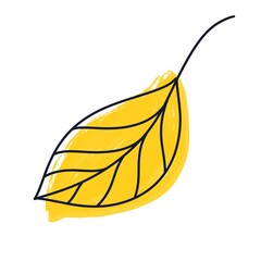 Yellow leaf from a tree, hand-drawn