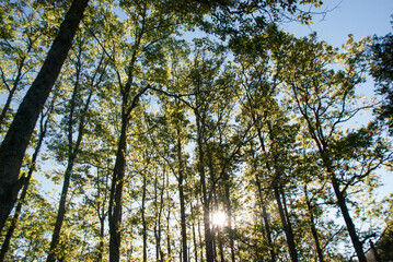 Fototapeta premium photograph of a forest in the late afternoon