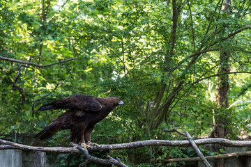 A picture of an hawk