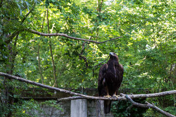 A picture of an hawk