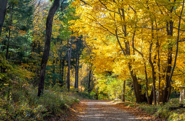 Fototapeta premium Golden fall day on a scenic drive in Michigan USA