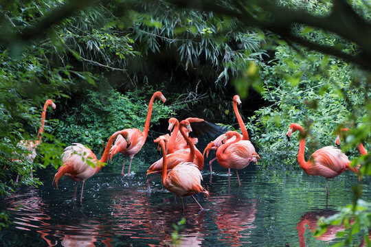 A picture of pink flamingos