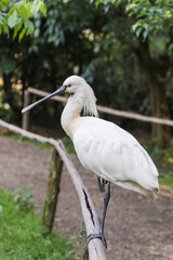 A picture of a spatula platalea