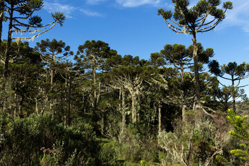 Araucarias forest in southern Brazil.