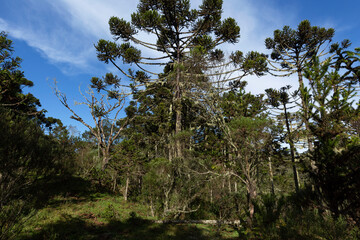 Obraz premium Araucarias forest in southern Brazil.