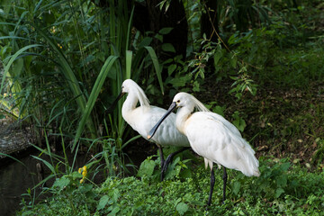 A picture of a spatula platalea