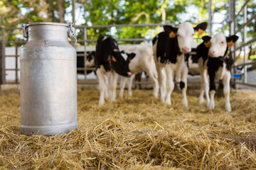 Large metallic milk can in hangar with cows at dairy farm - obrazy, fototapety, plakaty