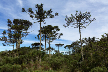 Araucarias forest in southern Brazil.