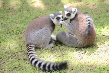 Two ring tailed lemurs playing together. This mammal with a natural habitat in Madagascar has the scientific name Lemur catta. 