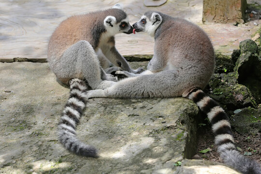 Two ring tailed lemurs playing together. This mammal with a natural habitat in Madagascar has the scientific name Lemur catta. 