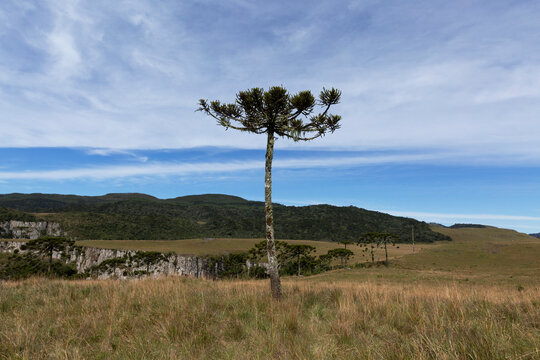 Araucarias forest in southern Brazil.