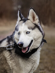 Young Siberian Husky dog enjoying walking in autumn park with his owner