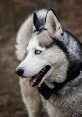 Young Siberian Husky dog enjoying walking in autumn park with his owner