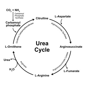 Scientific Designing Of Urea Cycle. Vector Illustration.