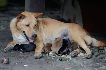 A mother domestic dog is nursing her newborn puppies. This mammal which is commonly used as a pet by humans has the scientific name Canis lupus familiaris.