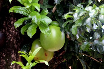 planta fruta coité - crescentia cujete