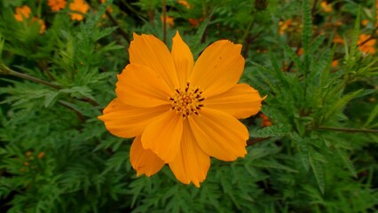 planta flor cosmos 