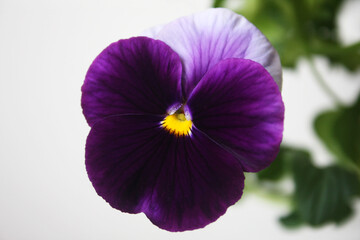 Garden large-flowered flower herbs dark purple-white flower in pansies. Background with one flower full-flowered pansy and leaves.