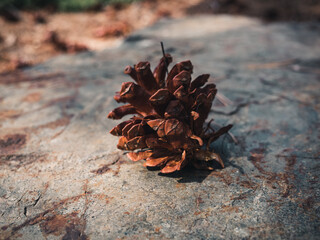 pine cone on the ground