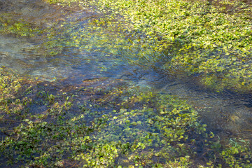 Clear Stream with Green Natural Water Plants