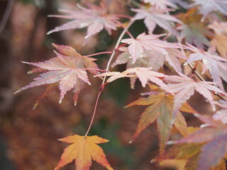 紅葉