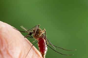 Aedes aegypti. Close up a Mosquito sucking human blood,