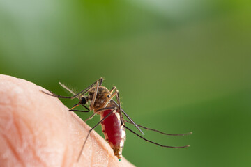 Aedes aegypti. Close up a Mosquito sucking human blood,