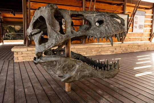 T-Rex Skull Exhibit