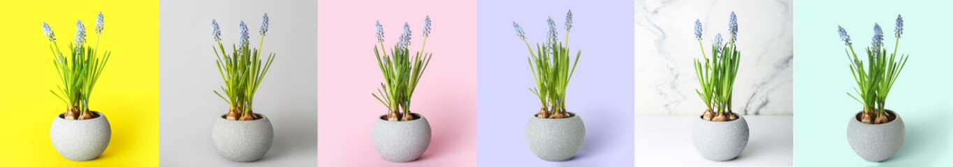 Set of pots with blooming Muscari plants on colorful background