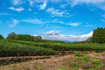 vineyard in the mountains