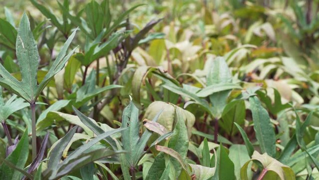 Purple sweet potatoes leaves. Ipomoea batatas field, swaying in the wind