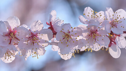 梅の花（北海道札幌市・平岡公園梅林） / Plum blossom (Hiraoka Park, Sapporo City,...