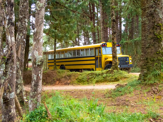 Old yellow school bus parked on the woods