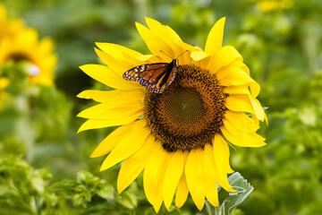Monarch butterfly sipping nectar from a bright yellow sunflower on a farm in Central Maui.