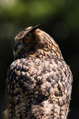 A picture of a owl