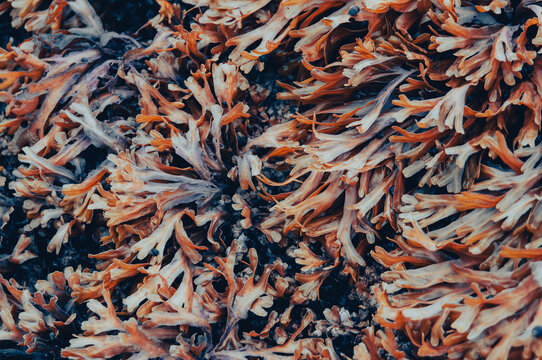 Wet seaweed clings to a rock