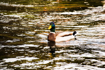 duck in the water