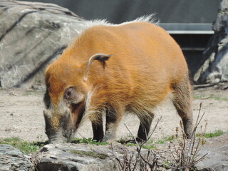 PACOCHERE