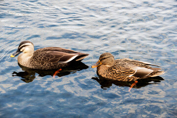 ducks on the water