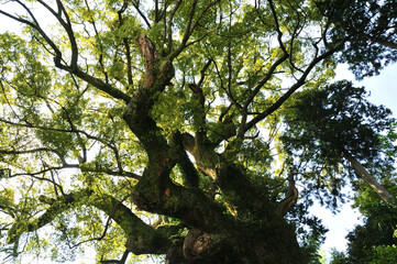 樹齢千年のクスノキ